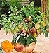 foto 100 mini semi di melone dolce melone albero non GMO-biologica di frutta e semi di ortaggi per il giardino di casa fai da te nuovo bestseller 2024-2023
