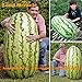 foto Pinkdose Semi rari Giant anguria Krasen ucraino Organic Heirloom melone Semi, 5Seeds / pack, semi non OGM frutta biologica per Garden nuovo bestseller 2024-2023