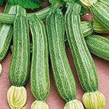 Portal Cool Zucchine - Romanesco - 25 Semi foto, bestseller 2024-2023 nuovo, miglior prezzo EUR 9,99 recensione