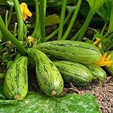 Semi di Zucchini Nimba - Cucurbita pepo foto, bestseller 2024-2023 nuovo, miglior prezzo EUR 3,19 recensione