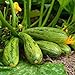 foto Semi di Zucchini Nimba - Cucurbita pepo nuovo bestseller 2024-2023