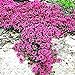 foto Ncient 100 Semi Sementi di Rose Rampicanti Parthenocissus Rock Cress Piante Decorazione Semi Fiori Rari Profumati per Orto Giardino Balcone Interni ed Esterni nuovo bestseller 2024-2023