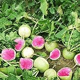 Shoopy Star 100PCS Cherry Belle ravanello Seeds Vegetables veloce Grow gigante facile coltivare ortaggi foto, bestseller 2024-2023 nuovo, miglior prezzo  recensione