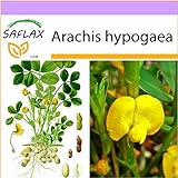 SAFLAX - Arachide - 8 semi - Arachis hypogaea foto, bestseller 2024-2023 nuovo, miglior prezzo EUR 3,75 recensione