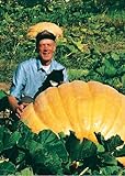 TROPICA - Zucca Gigante atlantico (Cucurbita maxima) - 7 Semi- Zucca foto, bestseller 2024-2023 nuovo, miglior prezzo EUR 4,90 recensione