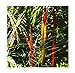foto 5 Cyrtostachys renda rosso gambo giardino di palme Palma di cera semi #408 nuovo bestseller 2024-2023