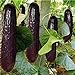 foto Pinkdose bonsai 100 pezzi rari viola cetriolo giapponese nero semi di cetriolo lunghi per la casa giardino semi verdure sane piante non-OGM nuovo bestseller 2024-2023