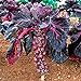 foto Pinkdose Viola semi di ortaggi semi di cavolo di Bruxelles germogli di cavolo mini mille teste per la casa pianta da giardino - 200pcs / lot nuovo bestseller 2024-2023