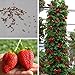 Foto Jintes Erdbeere Samen Seltene Bonsai Giant Climb Obst Samen Indoor Garten neu Bestseller 2022-2021