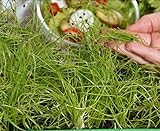 Microgreens - Cipolla invernale - foglie giovani dal gusto eccezionale - semi foto, bestseller 2024-2023 nuovo, miglior prezzo EUR 4,09 recensione