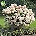 foto 50 semi di vaniglia Fragola ortensia fiori per piantare in vaso o terreno facile da coltivare semi di fiori come bonsai o albero nuovo bestseller 2024-2023