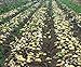 foto Bloom Green Co. 100pcs Giant & amp; I semi di patate viola anti-rughe Nutrizione verde vegetale per il giardino domestico di semina di piante di patate giardino rare: 11 nuovo bestseller 2024-2023