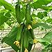 foto semi cetriolo olandese,Fuanxi Semi di cetriolo Verdure verdi Minestra di semi, 50 pz nuovo bestseller 2024-2023