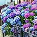 Foto Yukio Samenhaus - Selten 20 Stück Freiland-Hortensie winterhart Blumensamen Bauernhortensie Hydrangea macrophylla Gartenhortensien neu Bestseller 2022-2021