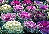 Semi di fiore raro cavolo ornamentale Mix da agricoltura biologica foto, bestseller 2024-2023 nuovo, miglior prezzo EUR 7,00 recensione