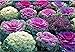foto Semi di fiore raro cavolo ornamentale Mix da agricoltura biologica nuovo bestseller 2024-2023