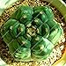 foto Pinkdose 100pcs Rare Piante Bonsai Mix Lithops 24 Tipi di Cactus Piante Bonsai Garden Organic Succulente Bonsai Balcone Fiore Che piantano nuovo bestseller 2024-2023