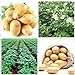 foto Shoopy Star 200 pz semi di patate bonsai decorazione DELICIOUS semi di ortaggi verdi OMG fai da te pla nuovo bestseller 2024-2023