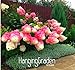 Foto Neuer Ankunfts-100 Stk / Packung Vanille-Erdbeer-Hydrangea-Blumen-Samen für Pflanzen der Blumen Bonsai oder Baumsamen-Hausgarten neu Bestseller 2022-2021
