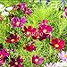 foto Pinkdose Bonsai Primavera Semina Cosmo sanghua compresse per Inviare Fiori fertilizzanti Mare Giardino Paesaggio Fiori Verdi 100pcs (bo Si ju): 1 nuovo bestseller 2024-2023