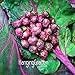 foto 200pc semi viola melanzana. Naturale sementi di ortaggi verdi. il ricco giardino piantato Semplice nuovo bestseller 2024-2023