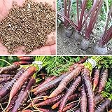 Rosepoem 500pcs drago viola carota Semi Heirloom fai da te giardino Semi orticoltura foto, bestseller 2024-2023 nuovo, miglior prezzo EUR 8,99 recensione