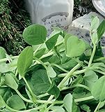 Germogli di pisello di zucchero - la parte piu gustosa della pianta - Baby Leaf - semi foto, bestseller 2024-2023 nuovo, miglior prezzo EUR 2,62 recensione
