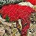 Foto Soteer 100 Stück Steinkraut Blumen Samen Seltenen Gänsekresse Arabis Samen Blumenmeer Winterhart Mehrjährige Pflanzen für Haus Garten neu Bestseller 2022-2021