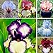 Foto 50 Stück Exotisch Blumensamen winterhart mehrjährig Beetstaude mit unvergleichlichem Duft neu Bestseller 2022-2021