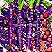 foto 300PCS / bag Drago viola di semi di carota ginseng anti-aging nutriente Bonsai piante Semi per la casa e il giardino nuovo bestseller 2024-2023