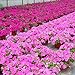 foto 100pcs Semi/sacchetto Petunia fiori appesi in vaso bonsai giardino domestiche Seminare nuovo bestseller 2024-2023