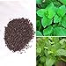 foto BigFamily 1000 pezzi di menta piperita rara semi di erbe menta balsamo foglie di menta viridis nuovo bestseller 2024-2023