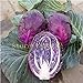 foto Pinkdose 200 semi di pezzi di cavolo verza frutta biologica viola e verdura per la casa giardino NO-OGM nuovo bestseller 2024-2023