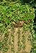 foto Semi di Attila selvatici di fragola - Fragaria vesca nuovo bestseller 2024-2023