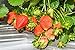 Foto Erdbeere Temptation Ampelerdbeere 20 Samen-große, aromatische Früchte (Strawberry Temptation) neu Bestseller 2022-2021