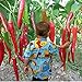 foto 50 semi / pacchetto di verdure semi dieci gigante rossa Nuove Spezie piccanti Peperoncino Semi Piante fino a 50cm nuovo bestseller 2024-2023