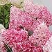 foto 20pcs / semi Beauty Bag Fragola Ortensia fiori per il giardino domestico Seminare nuovo bestseller 2024-2023
