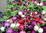 Shoopy Star 100 ravanello semi arcobaleno di verdure per la casa giardino NO-OGM foto, bestseller 2024-2023 nuovo, miglior prezzo  recensione