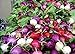 foto Shoopy Star 100 ravanello semi arcobaleno di verdure per la casa giardino NO-OGM nuovo bestseller 2024-2023