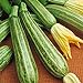 foto Zucchino lungo Fiorentino (Semente) nuovo bestseller 2024-2023