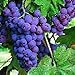 foto Pinkdose 30seds / bag seme fertilizzante frutto di semi d'uva frutta balcone in vaso 5: 5 nuovo bestseller 2024-2023