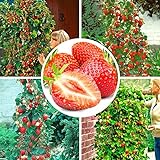 100pcs semi di fragola rampicante fragola semi di piante da frutto giardino domestico foto, bestseller 2024-2023 nuovo, miglior prezzo EUR 1,59 recensione