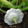 Ufo Zucchini Weiß 10 Samen Foto, Bestseller 2024-2023 neu, bester Preis 2,29 € Rezension