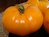 30 semillas de desayuno hoja de papa de Kellogg - Tomates Orange Foto, éxito de ventas 2024-2023 nuevo, mejor precio 17,40 € revisión