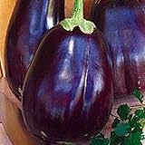 Eggplant Black Beauty Great Heirloom Vegetable 1,300 Seeds Photo, bestseller 2024-2023 new, best price $3.95 review