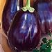 Photo Eggplant Black Beauty Great Heirloom Vegetable 1,300 Seeds new bestseller 2024-2023