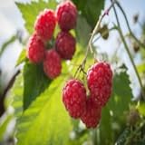 Polka Raspberry - 5 Red Raspberry Plants - Everbearing - Organic Grown - Photo, bestseller 2024-2023 new, best price $49.95 review