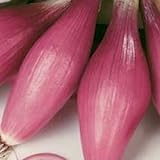 Rossa Lunga Torpedo Onion Seeds- Heirloom Italian Variety- 200+ Seeds Photo, bestseller 2024-2023 new, best price $2.99 review