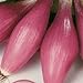 Photo Rossa Lunga Torpedo Onion Seeds- Heirloom Italian Variety- 200+ Seeds new bestseller 2024-2023