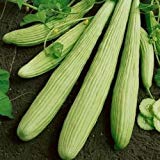 Las semillas de pepino armenio Yard largas (Cucumis melo var. Flexuosus) 30 + 120 + (Semillas) Foto, éxito de ventas 2024-2023 nuevo, mejor precio 9,78 € revisión